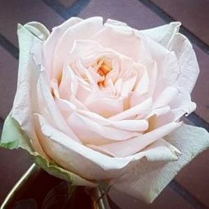 Meet your Posher, Katarix